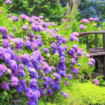 穴虫の郷、あじさい、6月夏の花、三重県亀山市の観光・撮影スポットの名所
