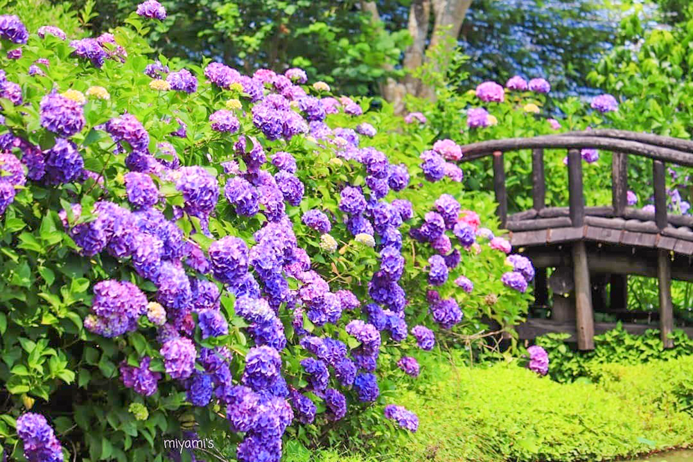 穴虫の郷、あじさい、6月夏の花、三重県亀山市の観光・撮影スポットの名所