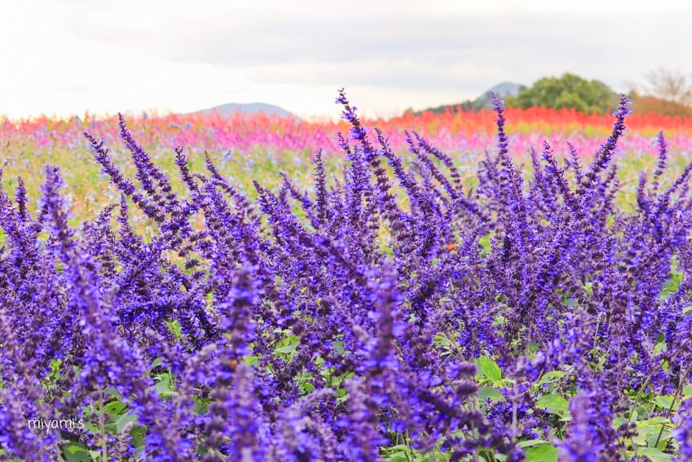 メナード青山リゾート、ラベンダー、6月夏の花、三重県伊賀市の観光・撮影スポットの画像と写真