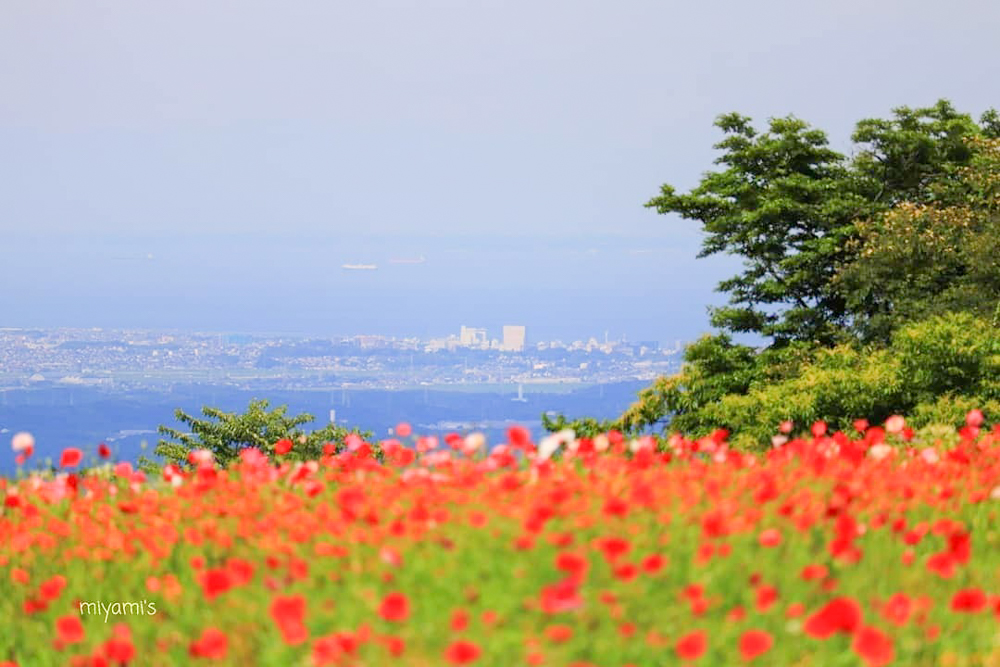 メナード青山リゾート、ポピー、6月夏の花、三重県伊賀市の観光・撮影スポットの画像と写真
