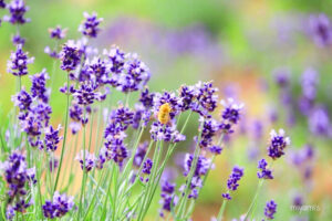 メナード青山リゾート、ラベンダー、6月夏の花、三重県伊賀市の観光・撮影スポットの画像と写真