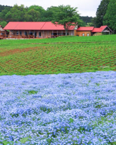 メナード青山リゾート、ネモフィラ、6月夏の花、三重県伊賀市の観光・撮影スポットの画像と写真