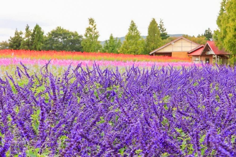 メナード青山リゾート、ラベンダー、6月夏の花、三重県伊賀市の観光・撮影スポットの画像と写真
