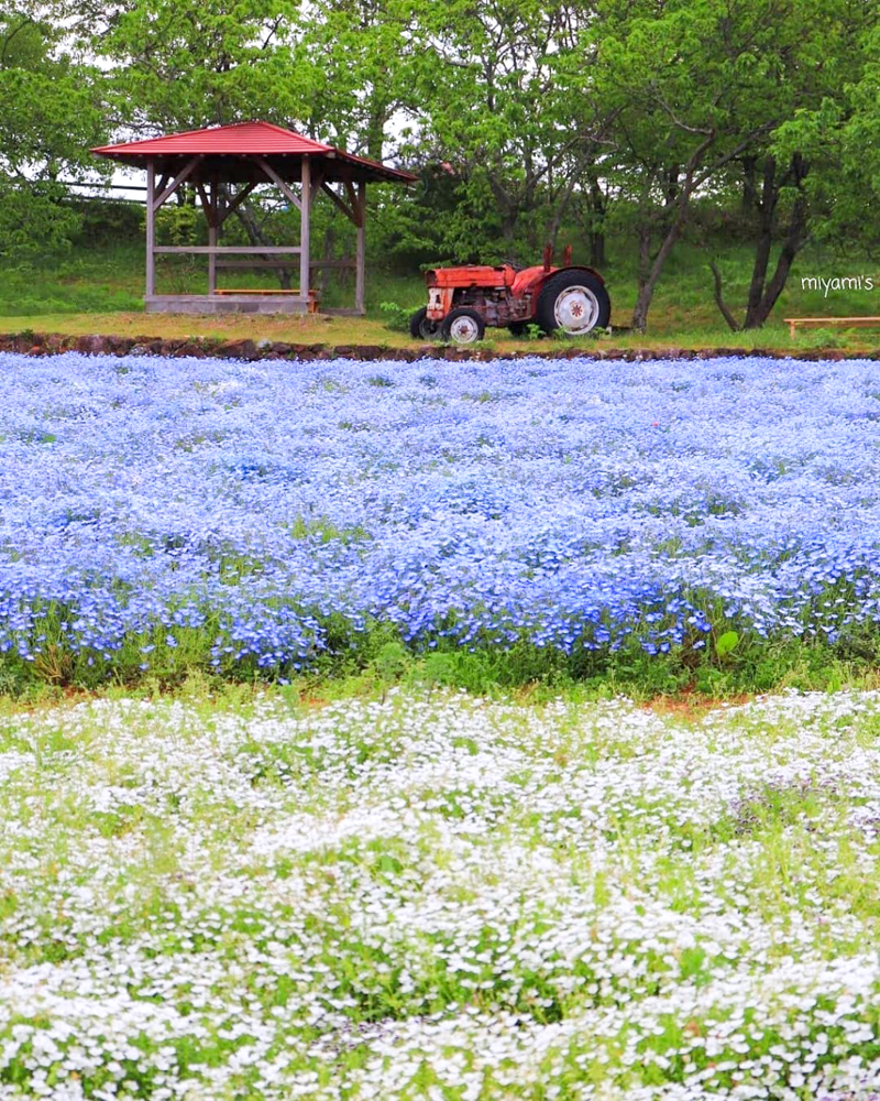 メナード青山リゾート、ネモフィラ、6月夏の花、三重県伊賀市の観光・撮影スポットの画像と写真