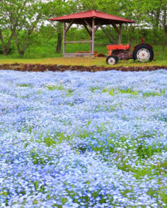 メナード青山リゾート、ネモフィラ、6月夏の花、三重県伊賀市の観光・撮影スポットの画像と写真