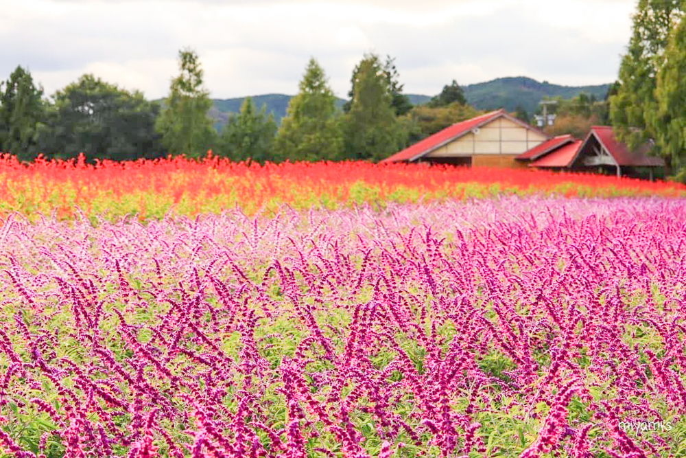 メナード青山リゾート、6月夏の花、三重県伊賀市の観光・撮影スポットの画像と写真