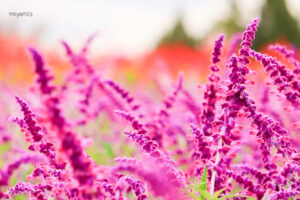 メナード青山リゾート、6月夏の花、三重県伊賀市の観光・撮影スポットの画像と写真