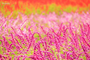 メナード青山リゾート、6月夏の花、三重県伊賀市の観光・撮影スポットの画像と写真