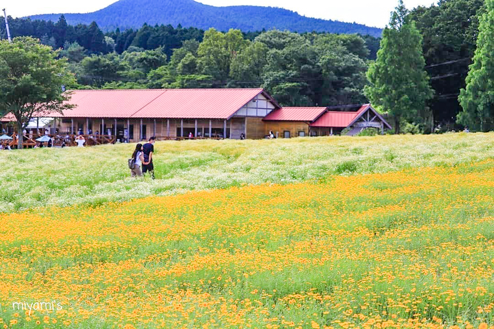 メナード青山リゾート、6月夏の花、三重県伊賀市の観光・撮影スポットの画像と写真