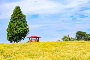 メナード青山リゾート、6月夏の花、三重県伊賀市の観光・撮影スポットの画像と写真