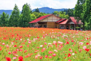 メナード青山リゾート、ポピー、6月夏の花、三重県伊賀市の観光・撮影スポットの画像と写真