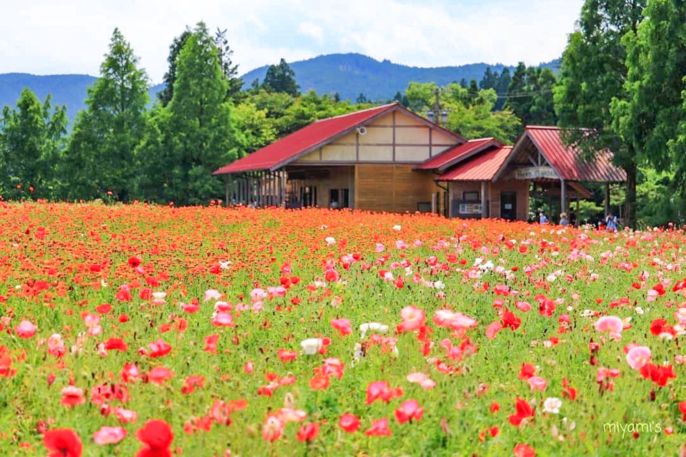 メナード青山リゾート、ポピー、6月夏の花、三重県伊賀市の観光・撮影スポットの画像と写真