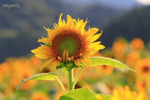 アスピア玉城、ひまわり畑、7月夏の花、三重県度会郡の観光・撮影スポットの名所