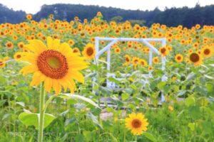 アスピア玉城、ひまわり畑、7月夏の花、三重県度会郡の観光・撮影スポットの名所