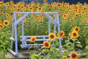 アスピア玉城、ひまわり畑、7月夏の花、三重県度会郡の観光・撮影スポットの名所