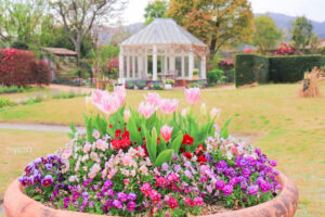 松阪農業公園ベルファーム、4月春の花、三重県松阪市の観光・撮影スポットの画像と写真