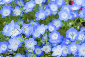 松阪農業公園ベルファーム、4月春の花、三重県松阪市の観光・撮影スポットの画像と写真