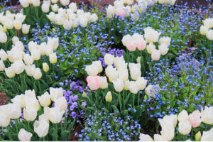 松阪農業公園ベルファーム、4月春の花、三重県松阪市の観光・撮影スポットの画像と写真