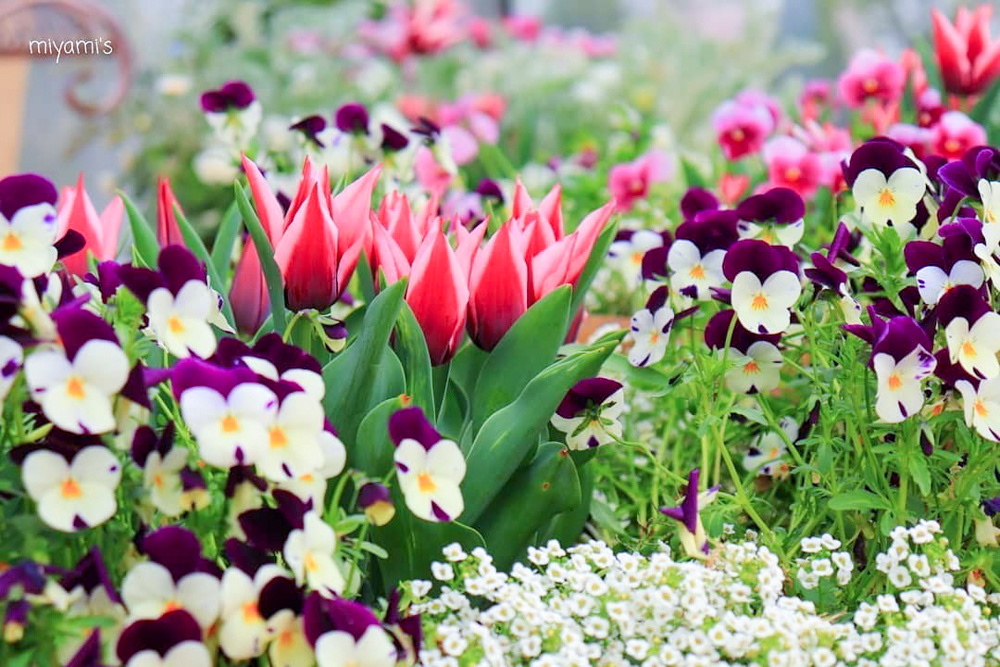 松阪農業公園ベルファーム、4月春の花、三重県松阪市の観光・撮影スポットの画像と写真