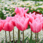松阪農業公園ベルファーム、4月春の花、三重県松阪市の観光・撮影スポットの画像と写真