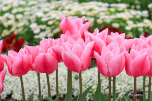 松阪農業公園ベルファーム、4月春の花、三重県松阪市の観光・撮影スポットの画像と写真