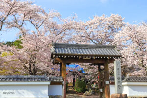普門寺、桜、４月春の花、三重県津市の観光・撮影スポットの名所