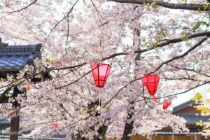 普門寺、桜、４月春の花、三重県津市の観光・撮影スポットの名所