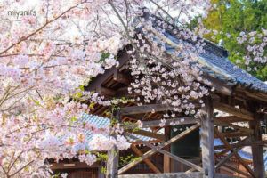 普門寺、桜、４月春の花、三重県津市の観光・撮影スポットの名所