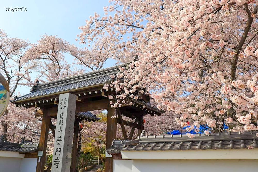 普門寺、桜、４月春の花、三重県津市の観光・撮影スポットの名所