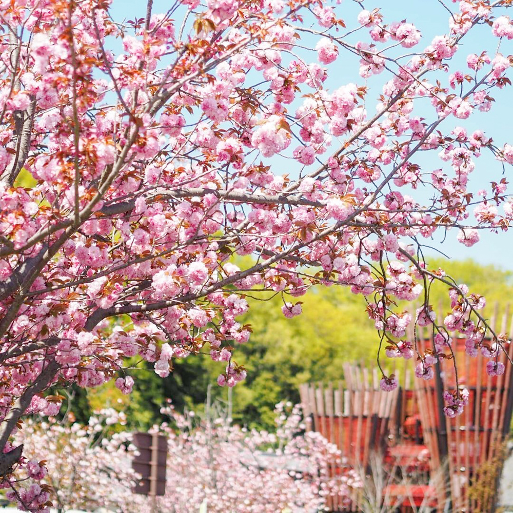 岐阜清流里山公園、桜、２月の春の花、岐阜県美濃加茂市の観光・撮影スポットを画像と写真