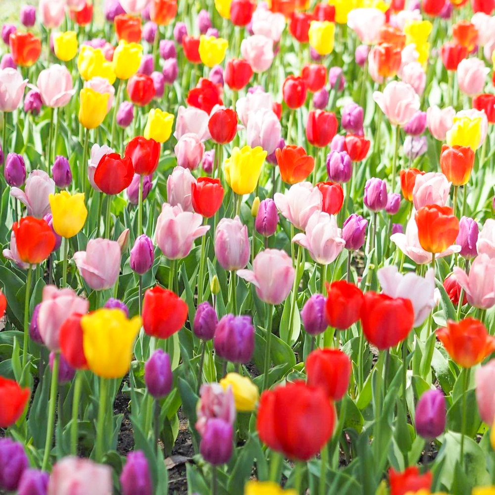 岐阜清流里山公園、チューリップ、２月の春の花、岐阜県美濃加茂市の観光・撮影スポットを画像と写真