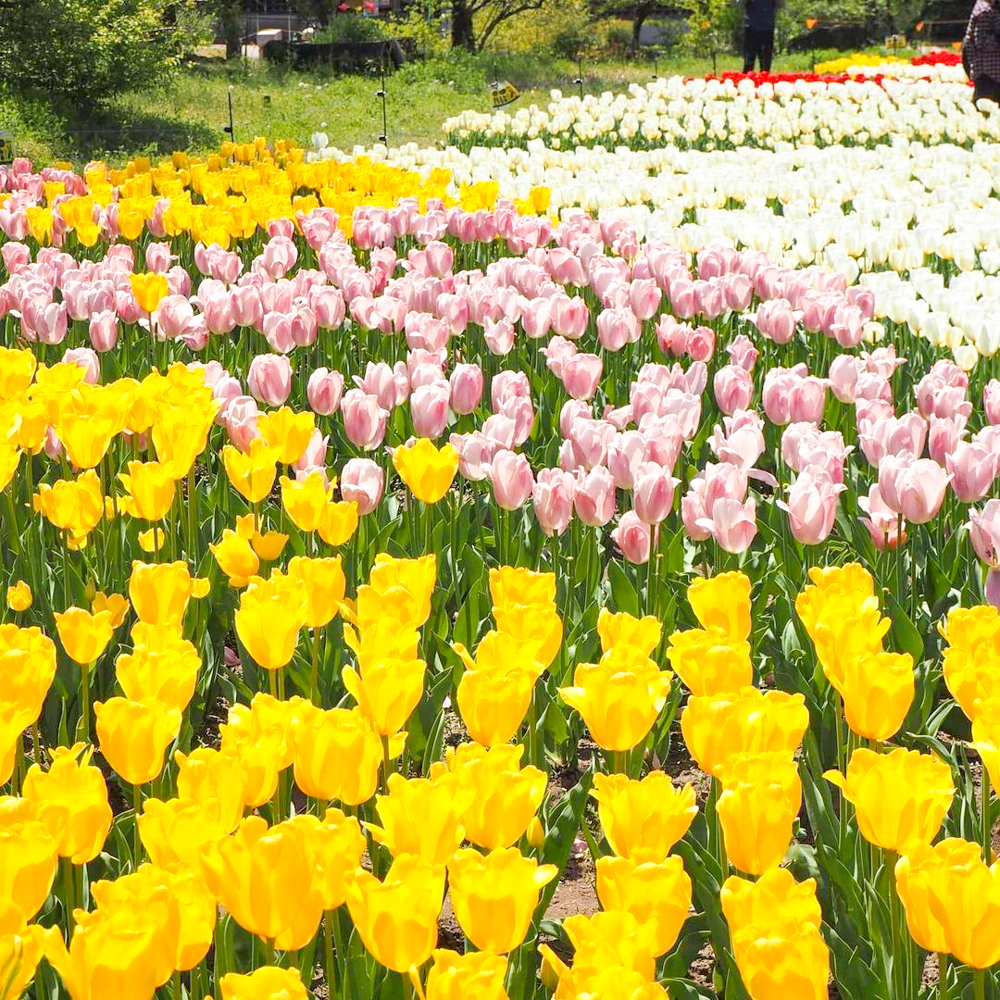 岐阜清流里山公園、チューリップ、２月の春の花、岐阜県美濃加茂市の観光・撮影スポットを画像と写真