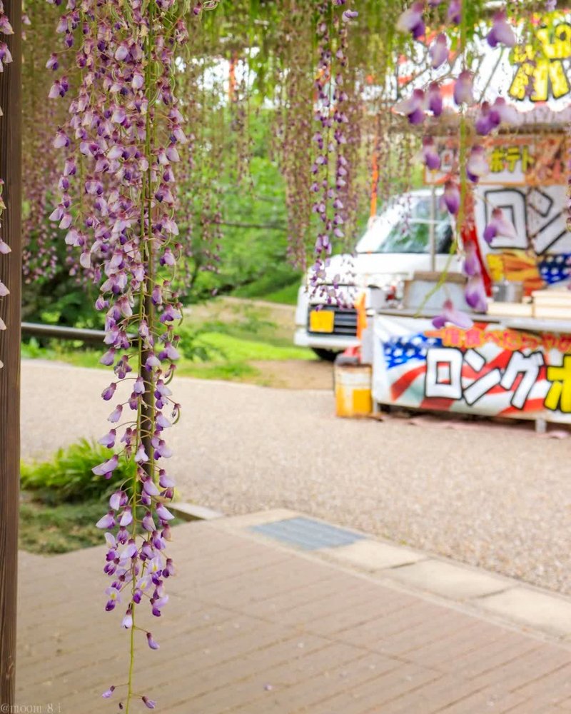 岡崎公園、五万石の藤、5月の夏の花、愛知県岡崎市の観光・撮影スポットの名所