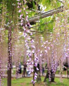 岡崎公園、五万石の藤、5月の夏の花、愛知県岡崎市の観光・撮影スポットの名所