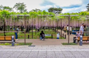 岡崎公園、五万石の藤、5月の夏の花、愛知県岡崎市の観光・撮影スポットの名所
