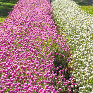 ひるがのピクニック、夏の花、8月夏、岐阜県郡上市の観光・撮影スポットの画像と写真