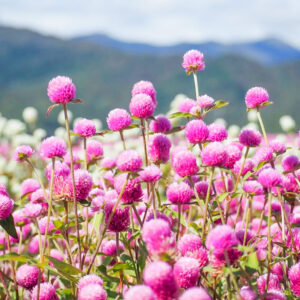 ひるがのピクニック、夏の花、8月夏、岐阜県郡上市の観光・撮影スポットの画像と写真