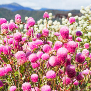 ひるがのピクニック、夏の花、8月夏、岐阜県郡上市の観光・撮影スポットの画像と写真