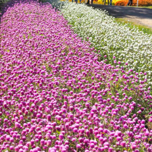 ひるがのピクニック、夏の花、8月夏、岐阜県郡上市の観光・撮影スポットの画像と写真