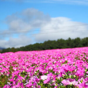 ひるがのピクニック、桃色吐息（ペチュニア）、8月夏、岐阜県郡上市の観光・撮影スポットの画像と写真