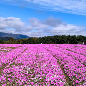ひるがのピクニック、桃色吐息（ペチュニア）、8月夏、岐阜県郡上市の観光・撮影スポットの画像と写真
