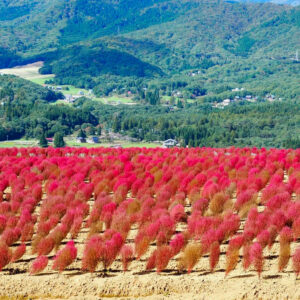 ひるがのピクニック、コキア、8月夏、岐阜県郡上市の観光・撮影スポットの画像と写真