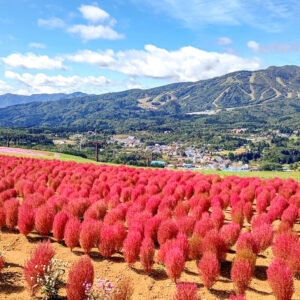 ひるがのピクニック、コキア、8月夏、岐阜県郡上市の観光・撮影スポットの画像と写真