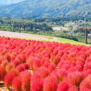 ひるがのピクニック、コキア、8月夏、岐阜県郡上市の観光・撮影スポットの画像と写真