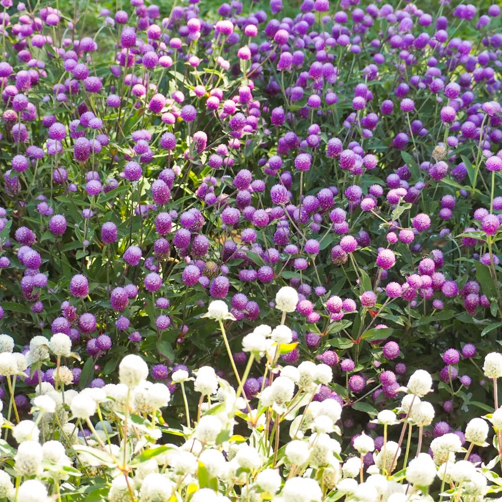 ひるがのピクニック、夏の花、8月夏、岐阜県郡上市の観光・撮影スポットの画像と写真