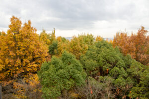 色金山公園、紅葉、11月秋、愛知県長久手市の観光・撮影スポットの名所