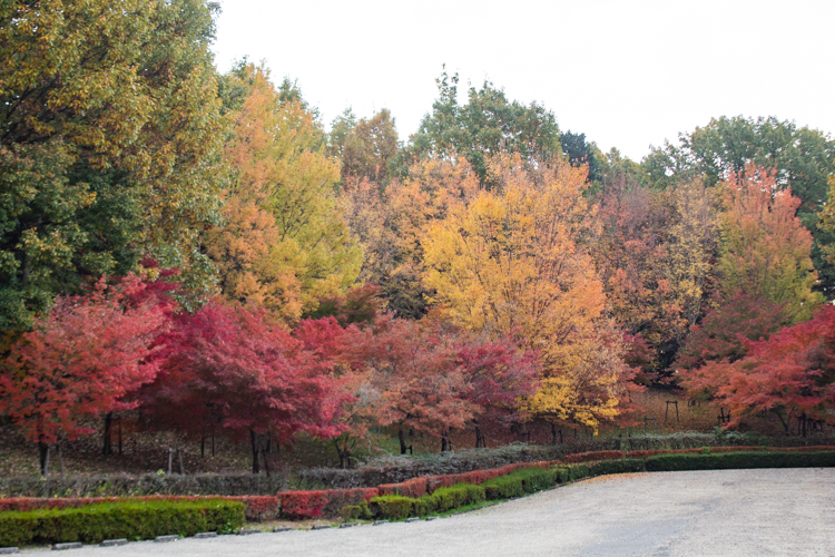 色金山公園、紅葉、11月秋、愛知県長久手市の観光・撮影スポットの名所