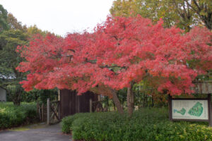 色金山公園、紅葉、11月秋、愛知県長久手市の観光・撮影スポットの名所