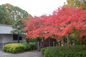 色金山公園、紅葉、11月秋、愛知県長久手市の観光・撮影スポットの名所