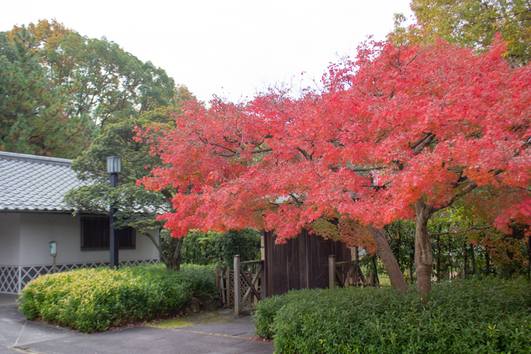 色金山公園、紅葉、11月秋、愛知県長久手市の観光・撮影スポットの名所